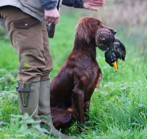 irish setter